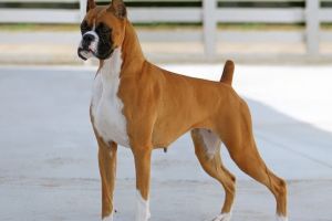 Şanţul Cetăţii, invadat de căţei: Peste 700 de boxeri participă la Oradea la Expoziţia Mondială de Frumuseţe