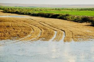 Fermierii îşi pot asigura culturile şi animalele prin intermediul PNDR 2020