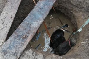 VIDEO Pompierii au salvat un cal căzut într-un puţ