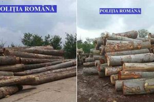 SCUTUL PĂDURII: 63 de metri cubi de material lemnos confiscaţi şi amendă de 10.000 de lei, în urma unui control la o societate din Sebeş