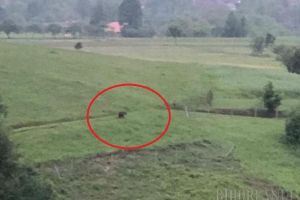 „Alarmă” în Bihor: Un urs înfometat a dat iama prin gospodăriile din Budureasa, vânătorii şi jandarmii montani încearcă să-l alunge cu focuri de armă (FOTO / VIDEO)