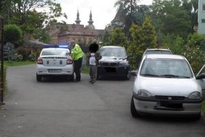 Bizonii din Timişoara au migrat în parcurile din oraş. Au fost găsiţi şi amendaţi de Poliţia Locală