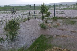 FOTO Culturi acoperite în totalitate de apă într-un sat din Botoşani