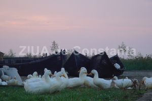 Ferma de rate in Seimenii Mici din judetul Constanta