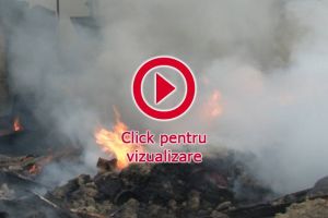 Incendiu violent la un adăpost de animale din zona fostelor  sere