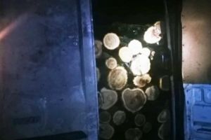 Transportator de lemne, URMĂRIT DE POLIŢIŞTI cu focuri de ARMĂ!