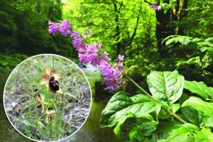 Flori de neuitat: Iubitorii de natură şi mai ales ai florilor pot admira specii rare de plante în rezervaţiile din Bihor (FOTO)