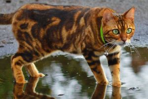 Arca lui Noe. Pot pisicile să înoate?