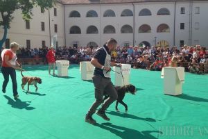 Sute de căţei au „cucerit” Cetatea: Boxeri din 36 de ţări au venit în premieră la Oradea la un concurs mondial de frumuseţe! (FOTO / VIDEO)