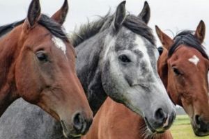  Cal târât şi bătut pe străzile din Arad. Bidiviul fusese legat de un camion 
