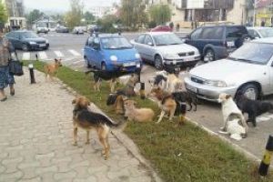Numărul maidanezilor capturaţi în Bârlad creşte
