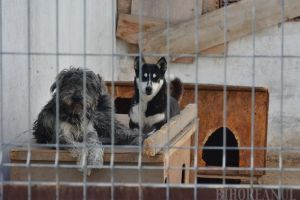 Câinii discordiei: Primăria Sânmartin şi-a ridicat în cap iubitorii de câini