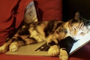 Pisica Mochi a adus în casă 100.000$! HOROSCOPUL LUI DOM’ PROFESOR