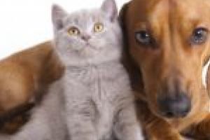 O nouă campanie de sterilizare gratuită la Moldova Nouă