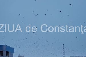 Ministerul Mediului aproba impuscarea a mii de pasari in raza aeroporturilor Aurel Vlaicu-Baneasa si Henri Coanda. Lista completa 