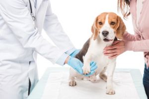 ADP Oradea angajează tehnician veterinar