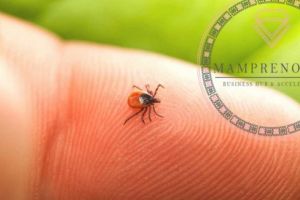 Mamprenoarele vă recomandă: soluţii naturale contra căpuşelor