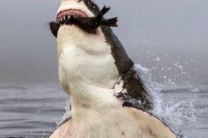 Curiozităţi NESTIUTE despre rechini, marii stăpâni ai abisului