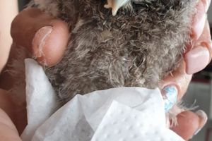 Pui de bufniţă, în grija Asociaţiei „Milioane de Prieteni”, după ce au fost salvaţi din ghearele unor câini