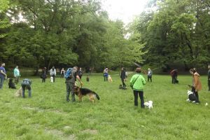 VIDEO FOTO – O altfel de plimbare cu câini prin parc la Sibiu – Iniţiativa a fost un succes