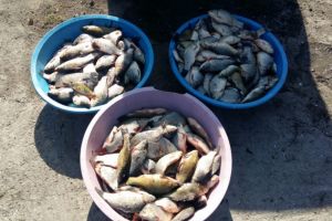 Judetul Constanta: Zeci de kilograme de peste si plase monofilament, confiscate de politistii de frontiera