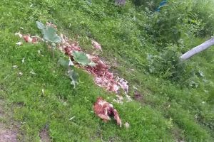 Alerta continuă în Apuseni! Ursul care a devastat coteţele de găini şi stupinele din Budureasa s-a mutat în satul Cresuia (FOTO)