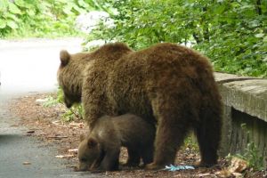 Urşii îşi fac din nou apariţia! Jandarmii au alungat doi urşi şi doi pui din zone diferite