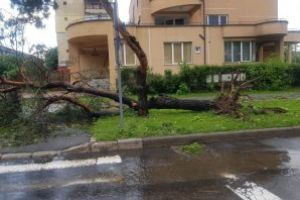 Efectele furtunii: Peste 100 de copaci doborati in Baia Mare