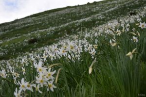 Cât costă biletul de intrare în Parcul Naţional Munţii Rodnei. Ce primiţi în schimb