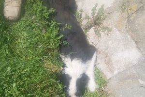 Anchetă la Centrul de Instruire „Getica” din Cincu. Un militar ar fi trecut cu un vehicul blindat peste un câine