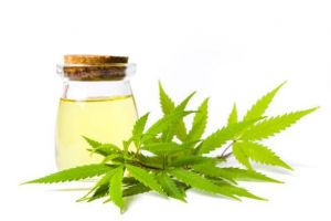 Ai incercat pana acum ulei de canabis? Iata tot ce ai nevoie sa stii!