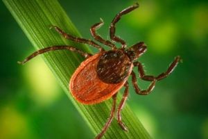 ALERTĂ! A început atacul căpuşelor.  Sute de oameni au căzut deja victime