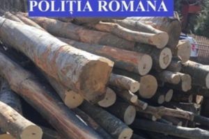 Material lemnos confiscat de poliţişti