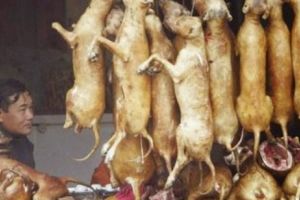 Festivalul cărnii de câine. Animalele sunt opărite, sfâşiate, otrăvite, eviscerate de vii