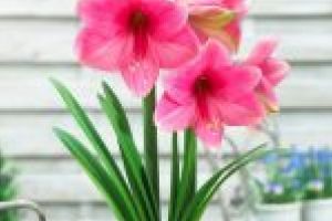 Crinul, regele florilor