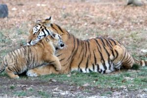 Gratis la Zoo de 1 iunie