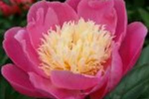 Bujorii, simbolul prosperitatii