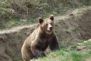 Turist atacat de urs în Munţii Făgăraş