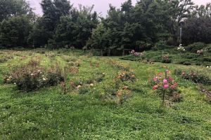 Parcul Rozelor, curăţat de buruieni după ce Robu a ameninţat Horticultura cu sancţiuni