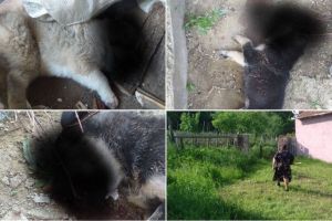 Dosar penal pe numele unei femei din Ohaba care a omorât cu sapa doi pui de căţel