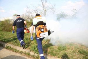 Timişorenii se plâng de ţânţari. Și Robu a fost atacat de ei: Nu se poate interveni din cauza vremii