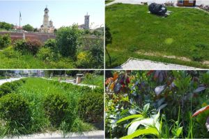 FOTO/VIDEO ȘTIREA TA: Parcul Unirii sau Parcul buruienilor? Aşa îşi primeşte Alba Iulia turiştii…
