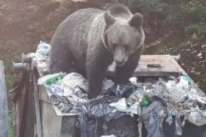 Jandarmii au intervenit luna aceasta de 12 ori pentru îndepărtarea urşilor din staţiunea Balvanyos