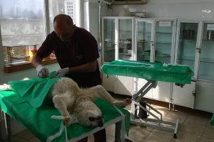 Adăpostul public Bacău are o nouă echipă medicală