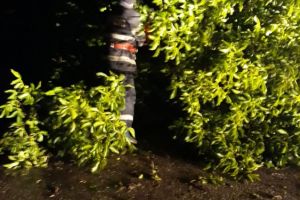 Judetul Tulcea: Forte impresionante au actionat pentru indepartarea efectelor produse de vantul puternic (video)