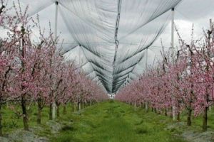 Finanţare record pentru plase antigrindină. Care sunt zonele de risc