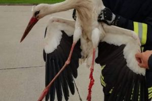 Misiune emoţionantă pentru pompieri: au salvat o barză