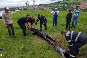 FOTO Pompierii au salvat un viţel căzut într-un bazin cu păcură la Poiana Sibiului