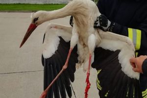 Barză rămasă agăţată de un stâlp de iluminat, salvată de pompierii arădeni