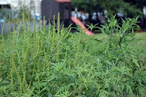 Stârpiţi ambrozia! Cea mai alergenă buruiană, ambrozia, vă poate aduce amenzi uriaşe